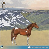 Horse Color:Chestnut Tobiano 