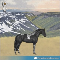 Horse Color:Black Tobiano 
