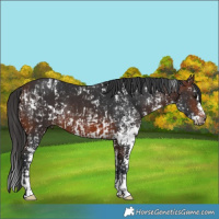 Horse Color:Brown Sabino Rabicano and Brown Sabino Rabicano