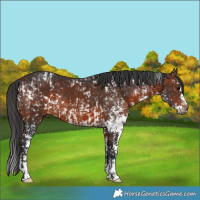 Horse Color:Brown Sabino Rabicano  and Brown Sabino Rabicano