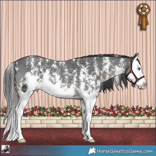 Horse Color:Black Sabino Splash 