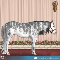 Horse Color:Black Sabino Splash 