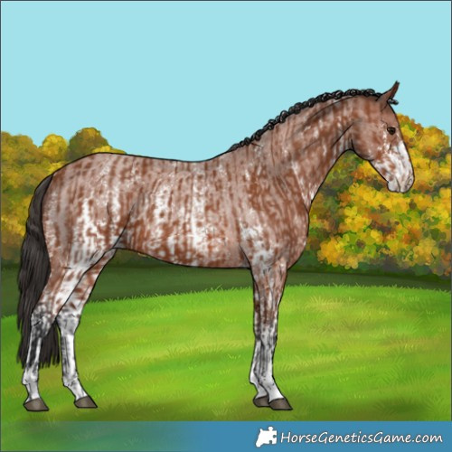 Horse Color:Bay Sabino Rabicano  and Bay Roan Sabino Rabicano 