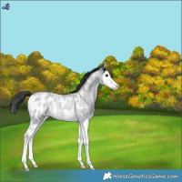 Horse Color:Blue Roan Splash Appaloosa Rabicano 
