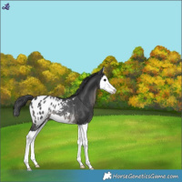 Horse Color:Black Splash Appaloosa Rabicano 