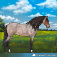 Horse Color:Bay Roan 
