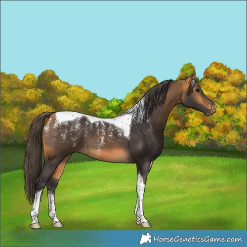 Horse Color:Powder White Buckskin Tobiano 