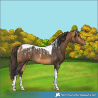 Horse Color:Powder White Buckskin Tobiano