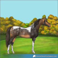 Horse Color:Powder White Buckskin Tobiano 