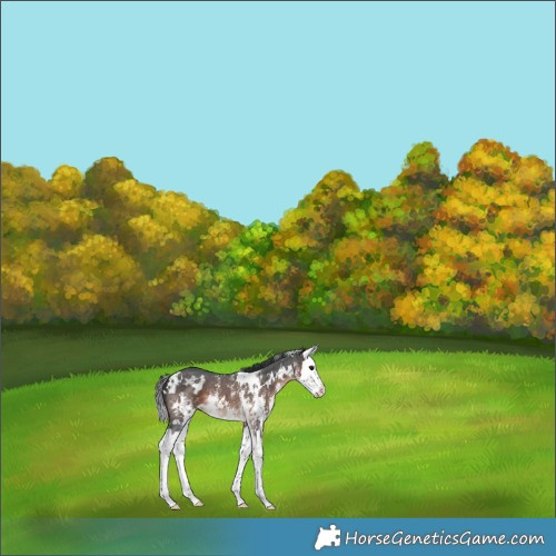 Horse Color:White Spotted Brown Sabino Splash 