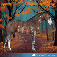 Horse Color:Brown Sabino Rabicano  and Brown Sabino Rabicano 