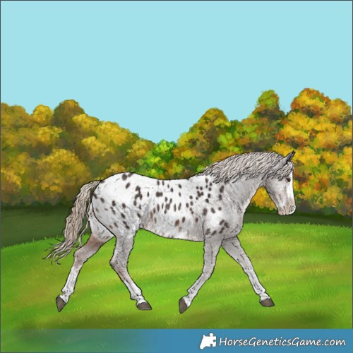 Horse Color:Liver Chestnut Sabino Splash Appaloosa 