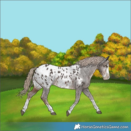 Horse Color:Liver Chestnut Sabino Splash Appaloosa 