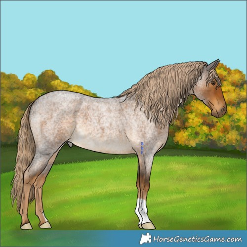 Horse Color:Chocolate Palomino Roan 