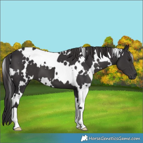 Horse Color:White Spotted Smoky Black 