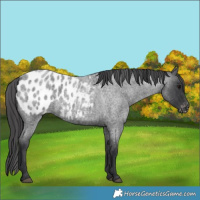 Horse Color:Blue Roan Appaloosa 