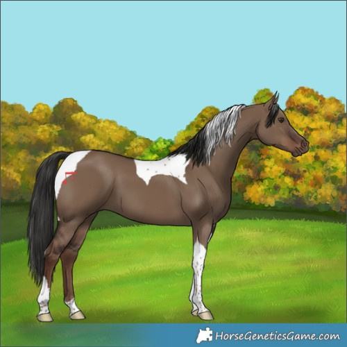 Horse Color:Liver Red Dun Tobiano 
