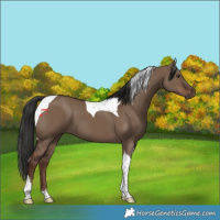 Horse Color:Liver Red Dun Tobiano 