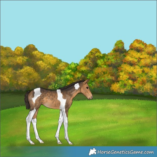 Horse Color:Buckskin Tobiano 