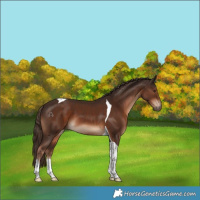 Horse Color:Liver Chestnut Tobiano 