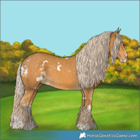 Horse Color:White Spotted Palomino Sabino 
