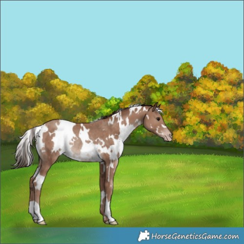 Horse Color:White Spotted Classic Champagne Rabicano 