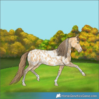 Horse Color:Amber Cream Champagne Sabino Tobiano Appaloosa and Amber Cream Champagne Sabino Tobiano Appaloosa