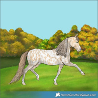 Horse Color:Amber Cream Champagne Sabino Tobiano Near Leopard  and Amber Cream Champagne Sabino Tobiano Near Leopard 