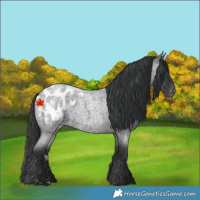 Horse Color:Blue Roan Appaloosa 