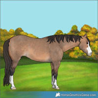 Horse Color:Bay Dun 