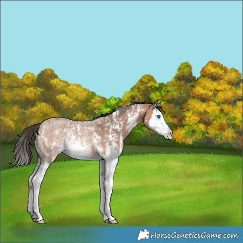 Horse Color:Bay Ice Sabino Splash Rabicano