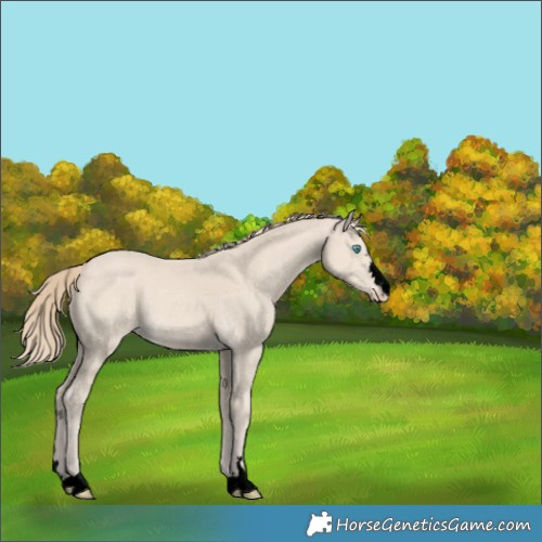Horse Color:Void Smoky Creme 
