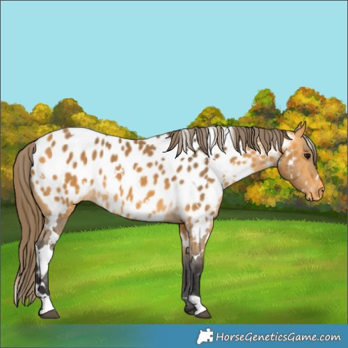 Horse Color:White Spotted Buckskin Near Leopard 