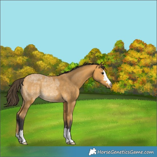 Horse Color:Buckskin Ice Rabicano 