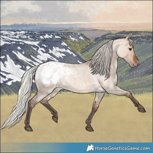 Horse Color:Silver Brown Roan Dun Appaloosa