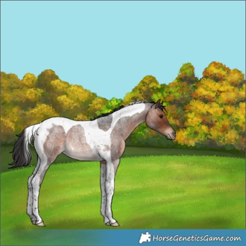 Horse Color:Brown Roan Tobiano Rabicano 