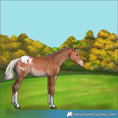 Horse Color:Silver Bay Tobiano Appaloosa Rabicano 