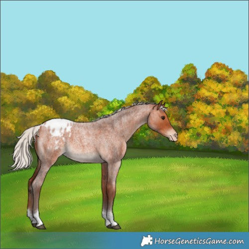 Horse Color:Silver Bay Roan Tobiano Appaloosa Rabicano 