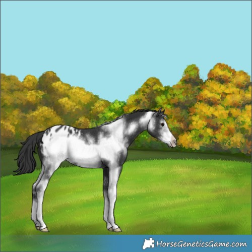 Horse Color:Black Sabino Frame Appaloosa 