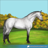 Horse Color:Gray Grullo Roan 