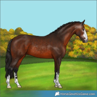 Horse Color:Gray Bay 