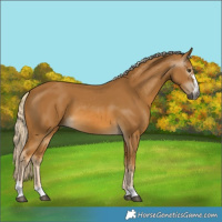 Horse Color:Gray Palomino 