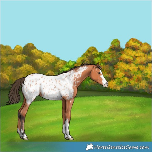 Horse Color:Bay Appaloosa 