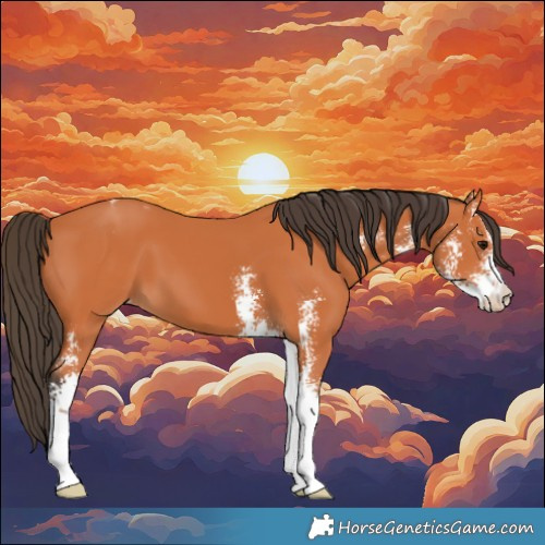 Horse Color:Bay Sabino Appaloosa 