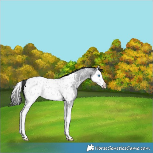 Horse Color:Blue Roan Splash Appaloosa 