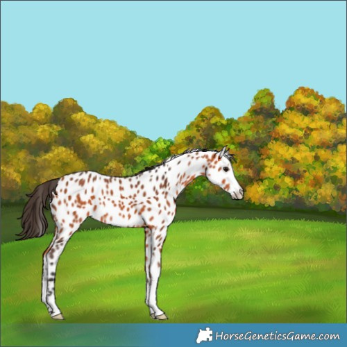 Horse Color:Bay Sabino Appaloosa 