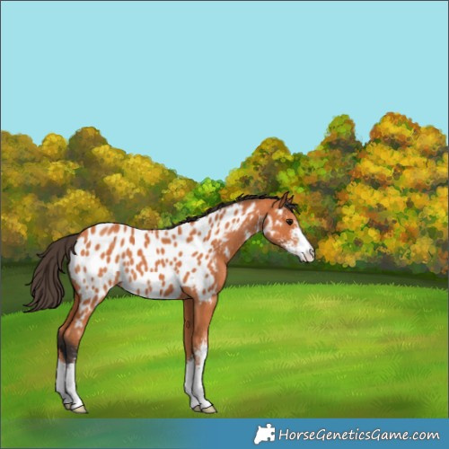 Horse Color:Bay Sabino Appaloosa 