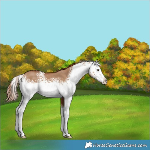 Horse Color:White Spotted Red Dun Splash 