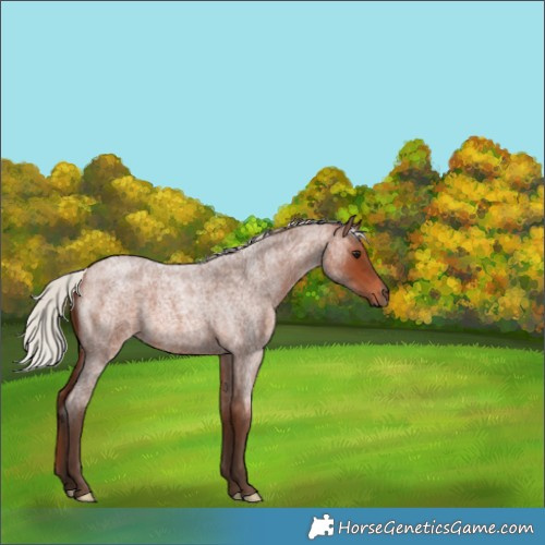 Horse Color:Silver Brown Roan 