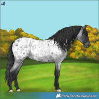 Horse Color:Blue Roan Near Leopard 